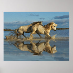 Camargue Horses and Reflection, Südfrankreich Poster