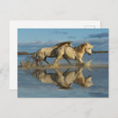 Camargue Horses and Reflection, Südfrankreich Postkarte (Vorne/Hinten)