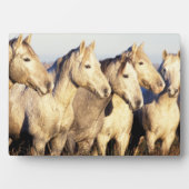 Camargue Horses (Eguus caballus) Fotoplatte (Vorderseite)