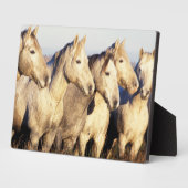 Camargue Horses (Eguus caballus) Fotoplatte (Seite)