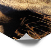 Camargue Horses (Eguus caballus) Poster (Ecke)