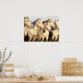 Camargue Horses (Eguus caballus) Poster (Küche)