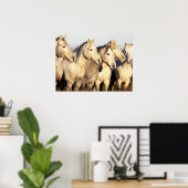 Camargue Horses (Eguus caballus) Poster (Heimbüro)