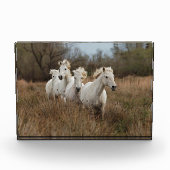Camargue Horses Running Fotoblock (Vorderseite)