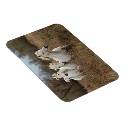Camargue Horses Running Magnet (Rechte Seite)