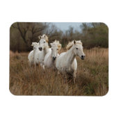 Camargue Horses Running Magnet (Horizontal)