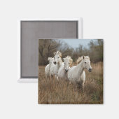Camargue Horses Running Magnet (Vorderseite/Rückseite)