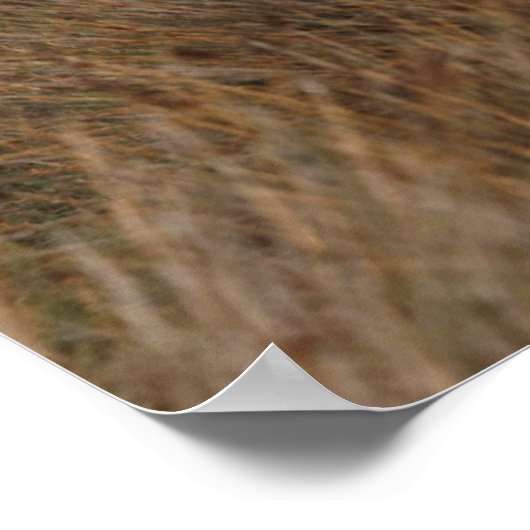 Camargue Horses Running Poster (Ecke)