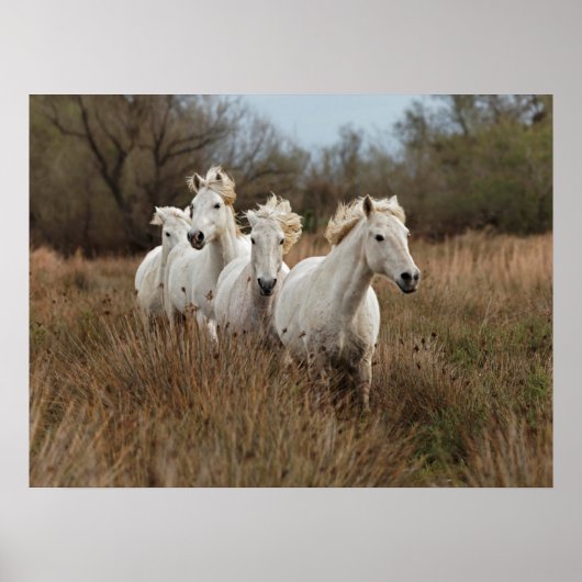 Camargue Horses Running Poster (Vorne)