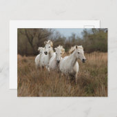 Camargue Horses Running Postkarte (Vorne/Hinten)