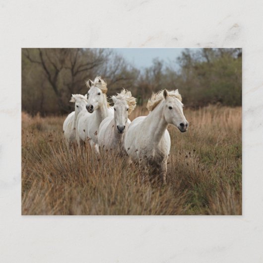 Camargue Horses Running Postkarte (Vorderseite)