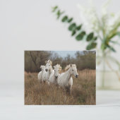 Camargue Horses Running Postkarte (Stehend Vorderseite)