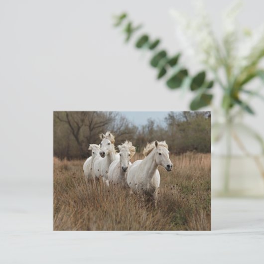Camargue Horses Running Postkarte (Stehend Vorderseite)