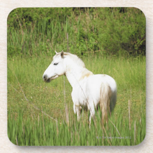Camargue Pferd im Alpes Cote d'Azur von Getränkeuntersetzer