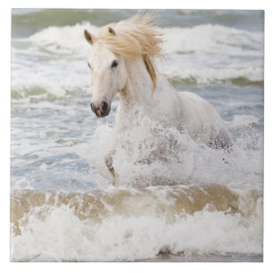Camargue-Pferd in der Brandung Fliese