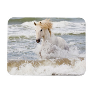 Camargue-Pferd in der Brandung Magnet