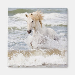 Camargue-Pferd in der Brandung Magnet