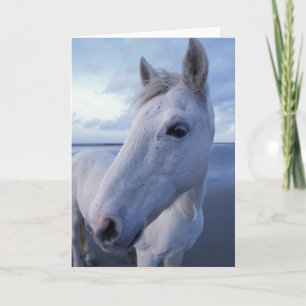 Camargue-Pferd Karte