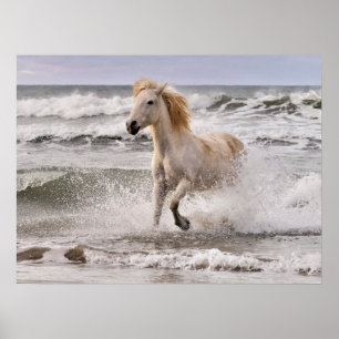 Camargue-Pferd läuft aus der Brandung Poster