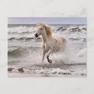 Camargue-Pferd läuft aus der Brandung Postkarte