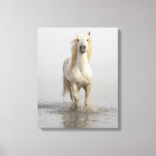 Camargue-Pferd läuft im Wasser Leinwanddruck