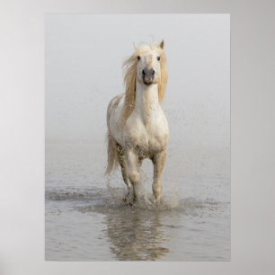 Camargue-Pferd läuft im Wasser Poster