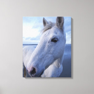 Camargue-Pferd Leinwanddruck
