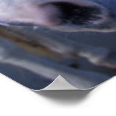 Camargue-Pferd Poster (Ecke)