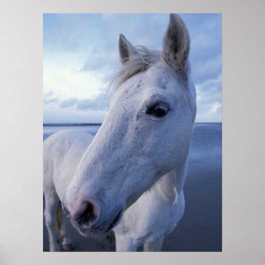 Camargue-Pferd Poster (Vorne)