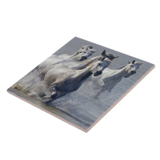 Camargue Pferde, die auf Marschland laufen, um zu Fliese (Seite)