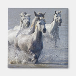 Camargue Pferde, die auf Marschland laufen, um zu Magnet