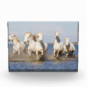 Camargue Pferde Fotoblock (Vorderseite)