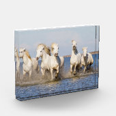 Camargue Pferde Fotoblock (Links)