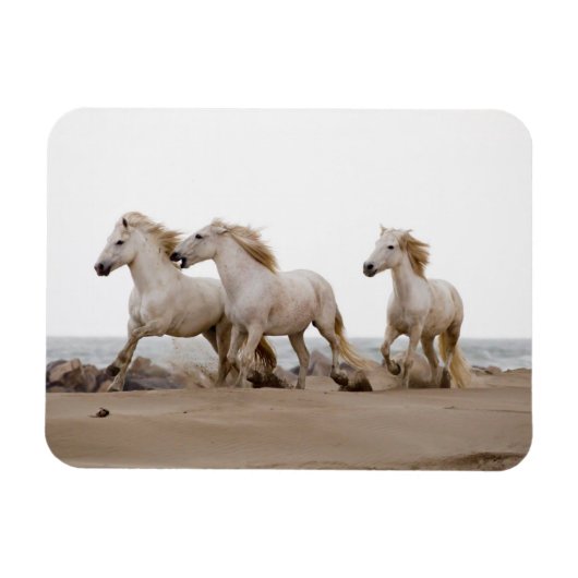 Camargue Pferde laufen am Strand Magnet (Horizontal)
