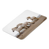Camargue Pferde laufen am Strand Magnet (Linke Seite)