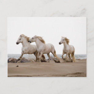 Camargue Pferde laufen am Strand Postkarte