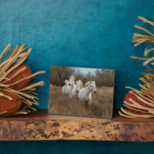 Camargue-Pferde laufen Fotoplatte