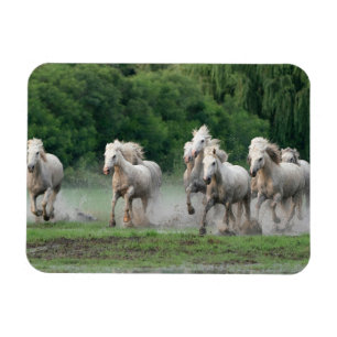 Camargue-Pferde laufen im Wasser Magnet