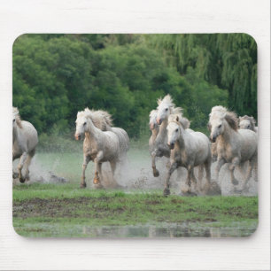 Camargue-Pferde laufen im Wasser Mousepad