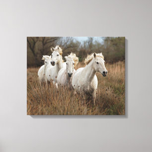 Camargue-Pferde laufen Leinwanddruck
