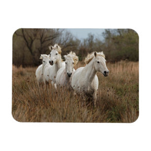 Camargue-Pferde laufen Magnet