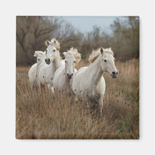 Camargue-Pferde laufen Magnet