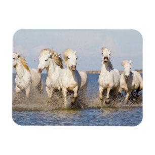 Camargue-Pferde Magnet