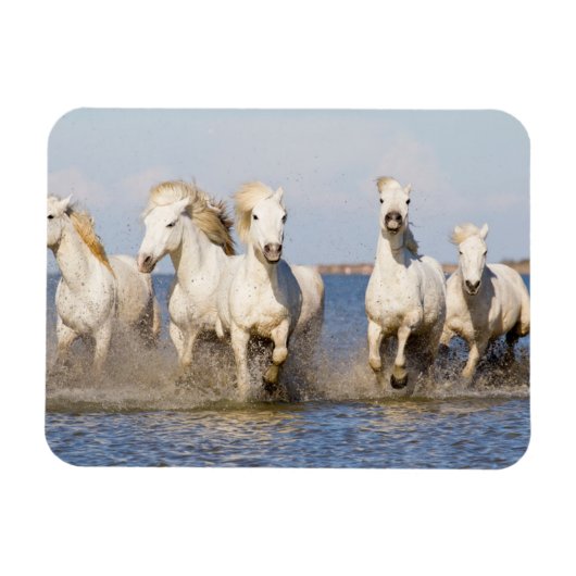 Camargue Pferde Magnet (Horizontal)