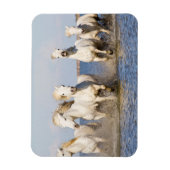 Camargue Pferde Magnet (Vertikal)