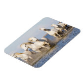 Camargue Pferde Magnet (Linke Seite)