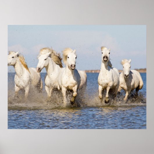 Camargue Pferde Poster (Vorne)
