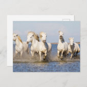 Camargue Pferde Postkarte (Vorne/Hinten)