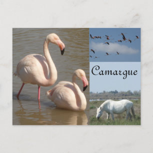 Camargue Postcard Postkarte