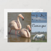 Camargue Postcard Postkarte (Vorne/Hinten)